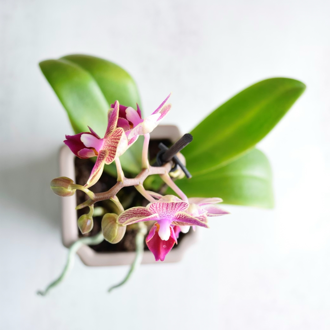 Orchid Image 2